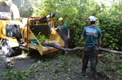 tree services Vista Santa Rosa